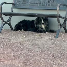 Miniature American Shepherd puppies from Puppies by Alies