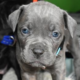Sky - Gray brindle female Cane Corso puppy in Sault Ste Marie, Michigan from Willow Creek Cane Corsos