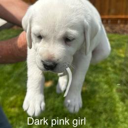Dark blue - Yellow male Labrador Retriever puppy in Eagle Point, Oregon from Stonegate Labradors