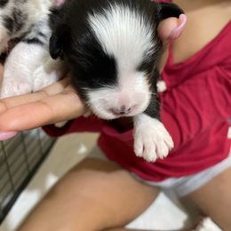 Abu - Black and white Assorted Doodle Crosses puppy in Powder Springs, Georgia from Everyone Loves Doodlez