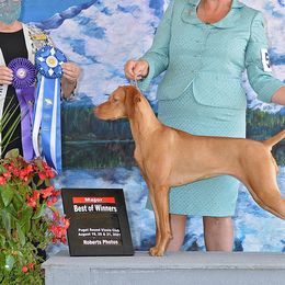 Jessie - Vizsla