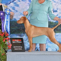 Jessie - Vizsla