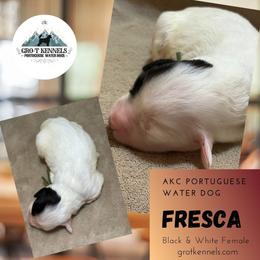 Fresca - Black and white female Portuguese Water Dog puppy in Weston, Idaho from Gro-T Kennels