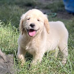 Golden Retriever Puppies from The Golden Garden