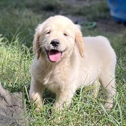 Golden Retriever Puppies from The Golden Garden