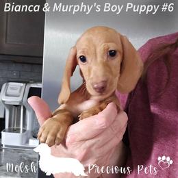 Puppy 6 - Cream male Dachshund puppy in Anamosa, Iowa from Melsh Precious Pets