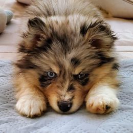 Aspen - Pomsky