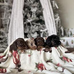 Dachshund Puppies from Doodle Bugs Doxies
