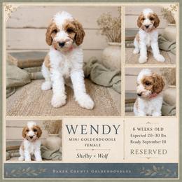 Wendy - Parti female Goldendoodle puppy in Macclenny, Florida from Baker County Goldendoodles