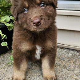 Ferrero - Red tri-color male Australian Shepherd puppy in Fultonville, New York from Sandy Aussies & Pomeranians