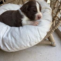 Red - Red tri-color male Australian Shepherd puppy in Grants Pass, Oregon from Carmel Mountain Aussies