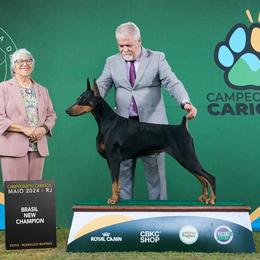 Doberman Pinscher puppies from Indah Lux Dobermans