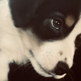Bentley - Black Miniature Australian Shepherd puppy in City Island, New York from Tailormade Aussies
