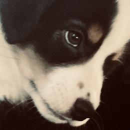 Bentley - Black Miniature Australian Shepherd puppy in City Island, New York from Tailormade Aussies