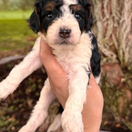 Stubby - Tri-color male Cavapoo puppy in Idaho Falls, Idaho from Freckle Paw Family