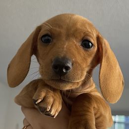 Dachshunds from The Navarro Furbabies