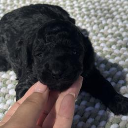 Magnolia - Black female Poodle puppy in Arkoma, Oklahoma from My Muse Poodles