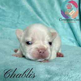 Chablis - Cream male French Bulldog puppy in Bowman, Georgia from Companion Creek Farm