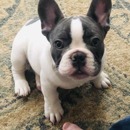 French Bulldog Puppies from De Lux Frenchies
