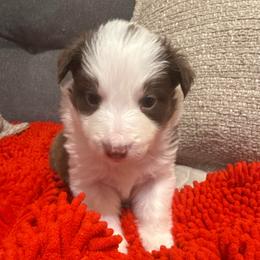 Maple - White and red female Border Collie puppy in Mckinney, Texas from Border Collies of Ruidoso