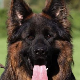 Fiore - German Shepherd