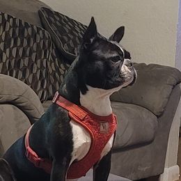 Bayley - Boston Terrier