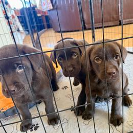 Chocolate boy 3 - Chocolate male Labrador Retriever puppy in Ranchita, California from Pacific Crest Labradors
