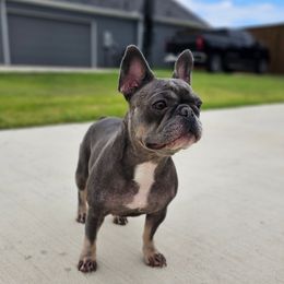 Lakota - French Bulldog