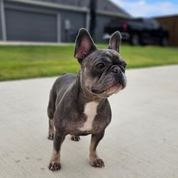 Lakota - French Bulldog