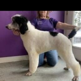 Bam - Aussiedoodle