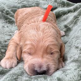 Wells (Orange Collar) - Apricot male Goldendoodle puppy in Millersburg, Ohio from Millersburg Paws, LLC.