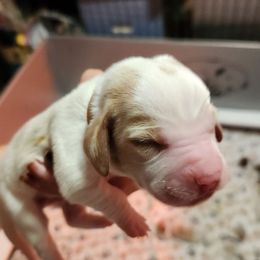 Brown - Lemon and white male Basset Hound puppy in Lucerne Valley, California from Seussorie of Puddle Pups