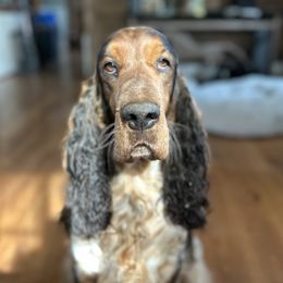 Millie - English Springer Spaniel