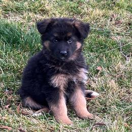 Cozy - Black and tan female German Shepherd puppy in Walla Walla, Washington from Silver Knight Shepherds