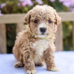 Graham - Red male Bernedoodle puppy in Crete, Nebraska from Doodles & Co
