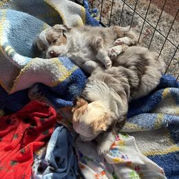 Miniature Australian Shepherd Puppies from Mid-Plains Mini Aussies