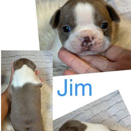 Jim - Boston Terrier puppy from Twist of Faith Farms