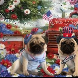 Bulldog and Pug Puppies from The Pugarazzi
