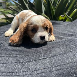 Cavalier King Charles Spaniel Puppies from Caveliers by Grace