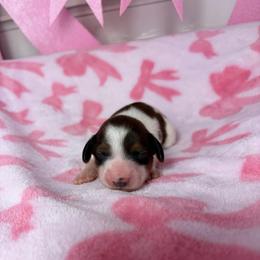 Megan - Piebald female Dachshund puppy in Lake City, Florida from My Ditzy Doxies of Florida