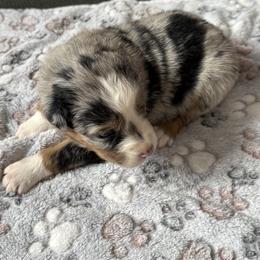 Girl 1 - female Australian Shepherd puppy in California, Kentucky from R and B Aussies