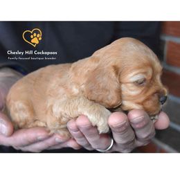 Cockapoo Puppies from Chesley Hill Cockapoos
