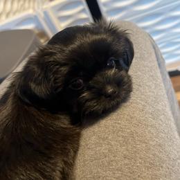 Purple collar - Tootsie - Black and white female Shorkie puppy in Mays Landing, New Jersey from Fancy Paws Shorkies & Shih Tzus