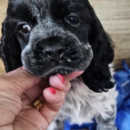 Cocker Spaniel Puppies from Riegelz Cockers