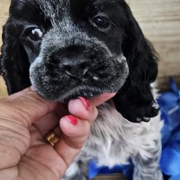 Cocker Spaniel Puppies from Riegelz Cockers