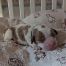 Blue - Blenheim male Cavapoo puppy in Newport, North Carolina from Crystal Coast Cavapoodles
