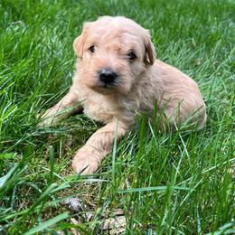 Peaches n Cream - Apricot female Schnoodle puppy in Fredericksburg, Virginia from Growing Puppies