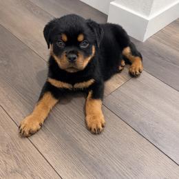 Fusha - Black and mahogany female Rottweiler puppy in Denver, Colorado from DR
