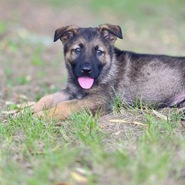 Sable boy - Sable male German Shepherd puppy in Dresser, Wisconsin from Kleiner Bach German Shepherds