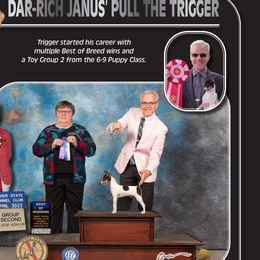 Trigger - Toy Fox Terrier